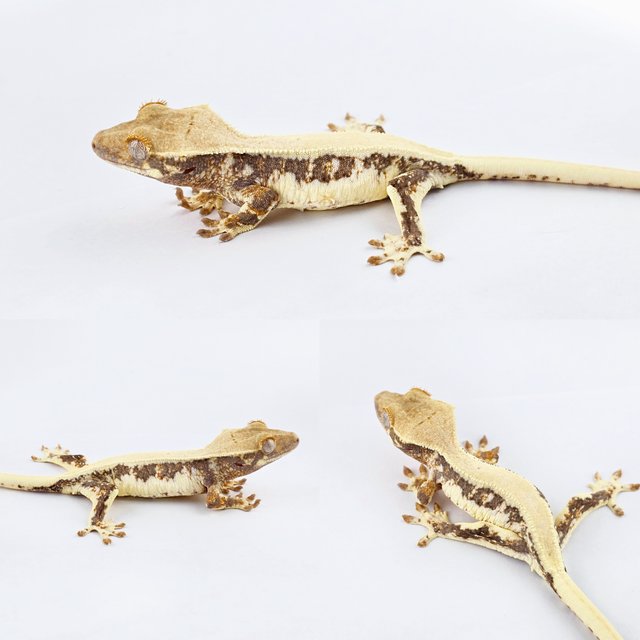 릴리화이트 솔리드백 풀핀