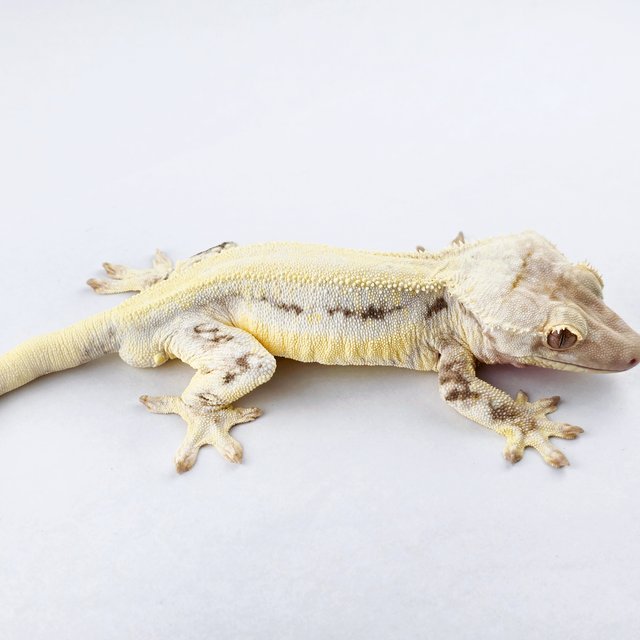 릴리화이트 솔리드백