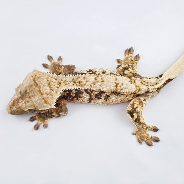 노멀 쿼드 트라이 드리피 화이트포트홀