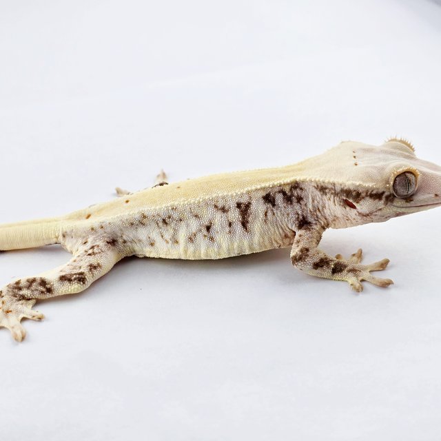 릴리화이트 풀핀