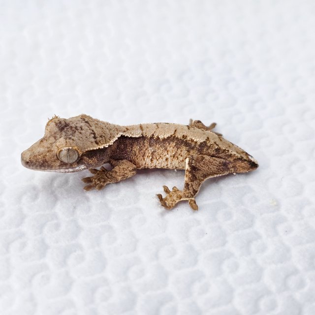 노멀 익스트림할리퀸 화이트스팟 트라이