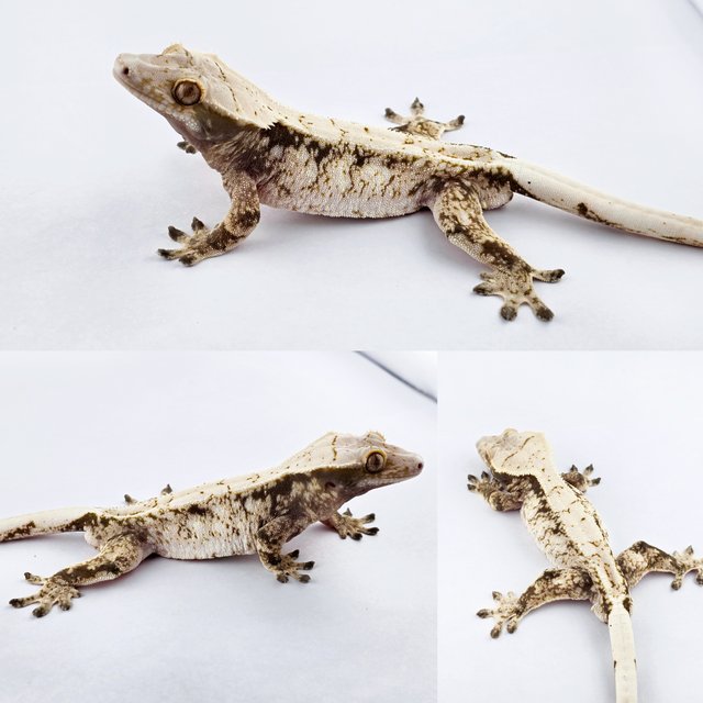 노멀 드리피 익스트림할리퀸 화이트스팟 화이트 트라이