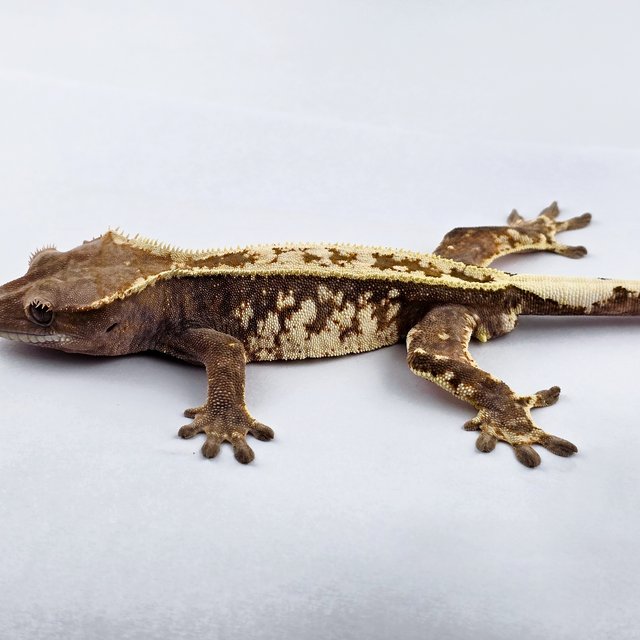 카푸치노 쿼드 화이트스팟 화이트핀 풀핀