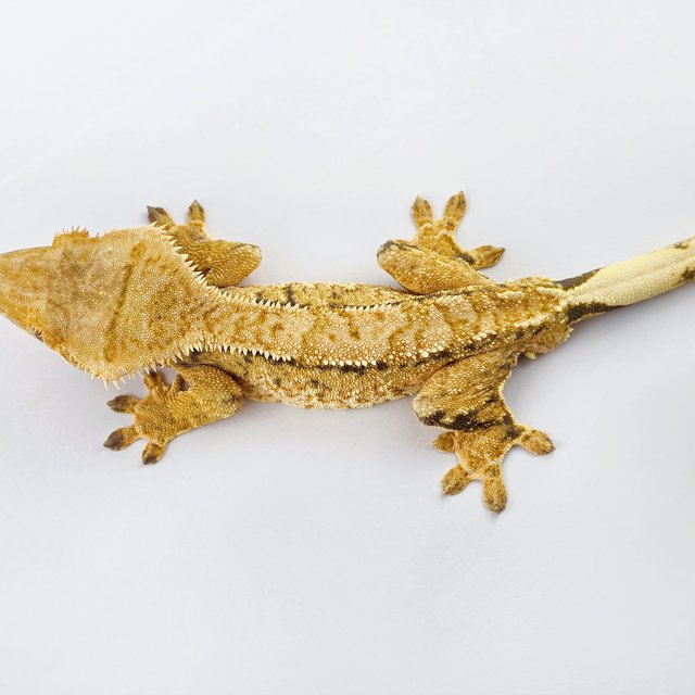 노멀 트라이 드리피 쿼드 화이트포트홀