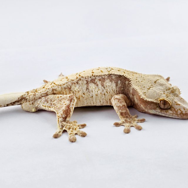 노멀 트라이 익스트림할리퀸 드리피 화이트스팟 화이트포트홀