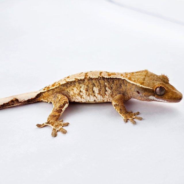 노멀 트라이 익스트림할리퀸 화이트스팟 화이트핀