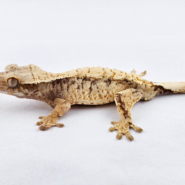 노멀 트라이 익스트림할리퀸 화이트스팟