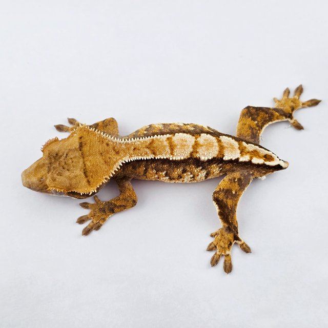 노멀 트라이 드리피 텐저린 화이트핀