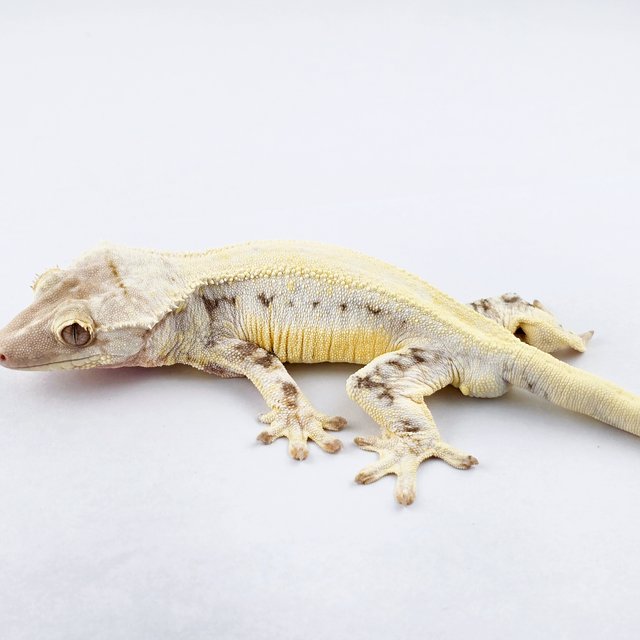 릴리화이트 솔리드백