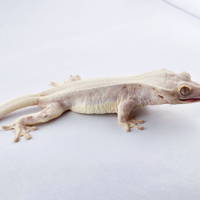 릴리화이트 솔리드백 화이트