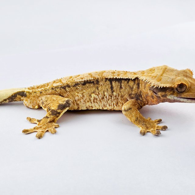 노멀 트라이 드리피 쿼드 화이트포트홀