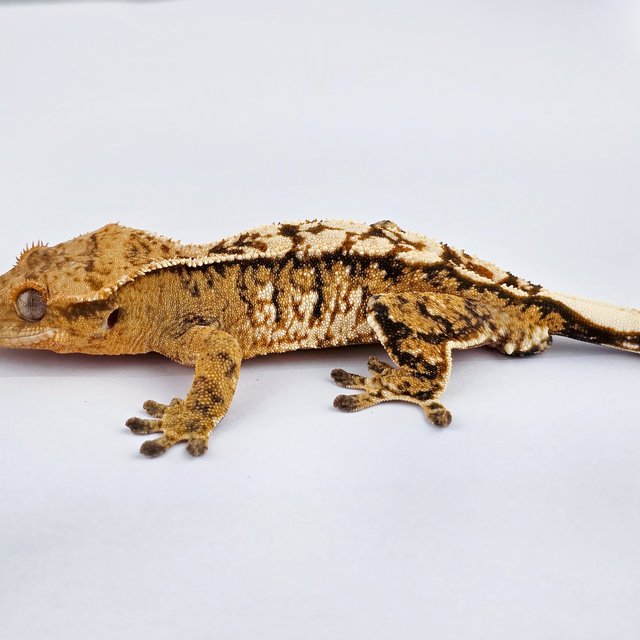 노멀 트라이 익스트림할리퀸 텐저린 화이트핀