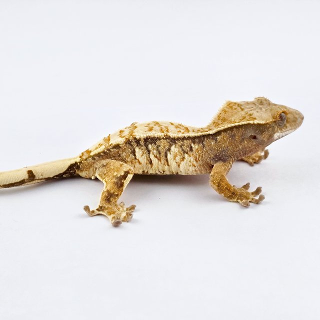 노멀 트라이 드리피 익스트림할리퀸 화이트스팟