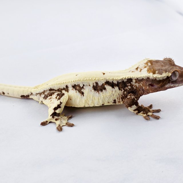 릴리 세이블 솔리드백