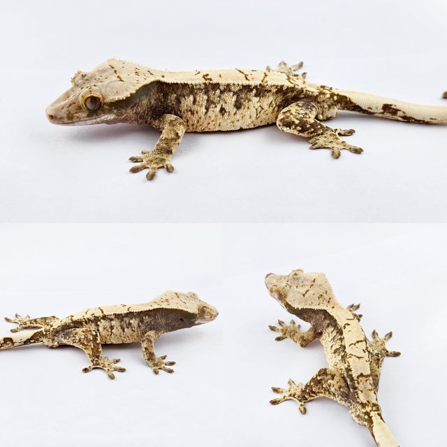 노멀 드리피 화이트스팟