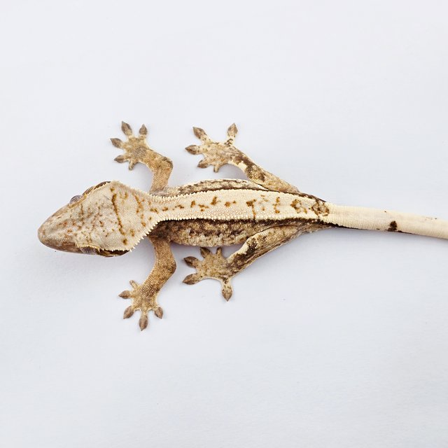 노멀 트라이 풀핀 쿼드