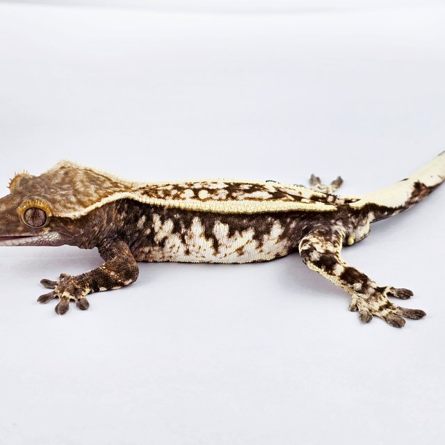 카푸치노 트라이 드리피 화이트스팟 핀스트라이프