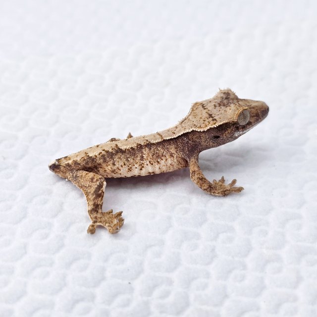 노멀 익스트림할리퀸 화이트스팟 트라이