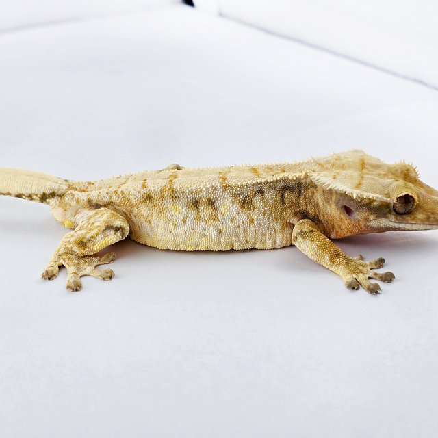 노멀 트라이 드리피 익스트림할리퀸 화이트스팟 화이트포트홀