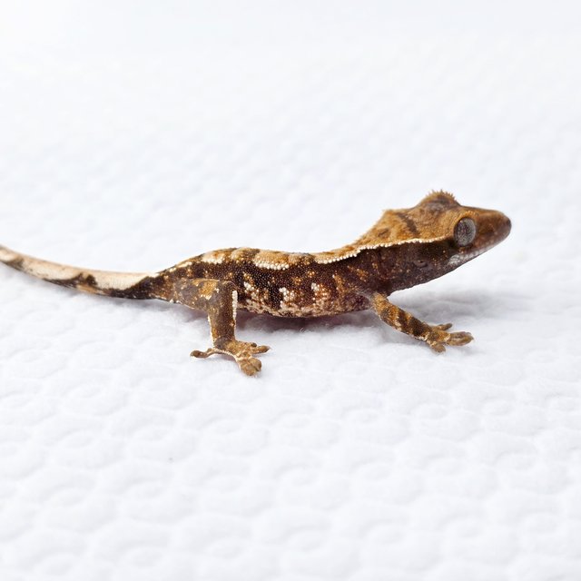 노멀 트라이 할리퀸 화이트핀