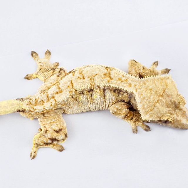 노멀 트라이 드리피 익스트림할리퀸 화이트스팟