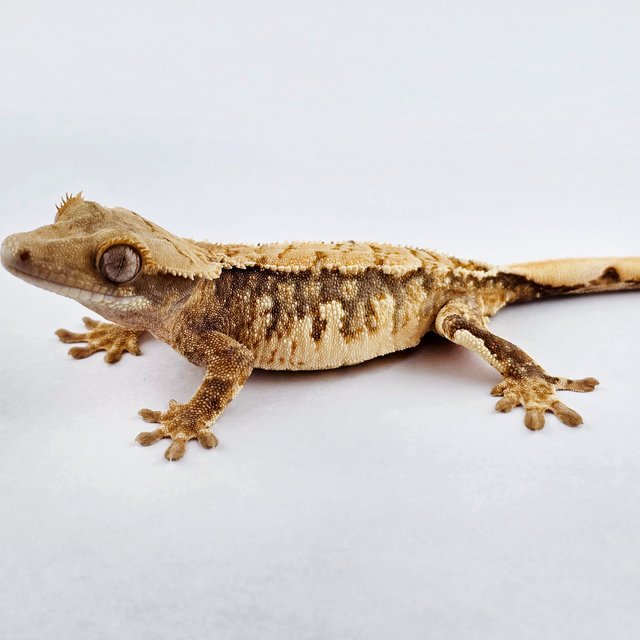 노멀 쿼드 트라이 화이트스팟