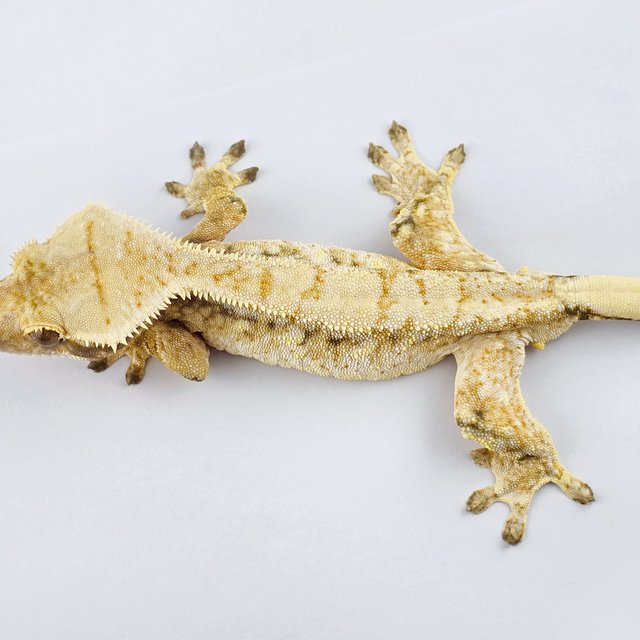 노멀 트라이 드리피 익스트림할리퀸 화이트스팟 화이트포트홀