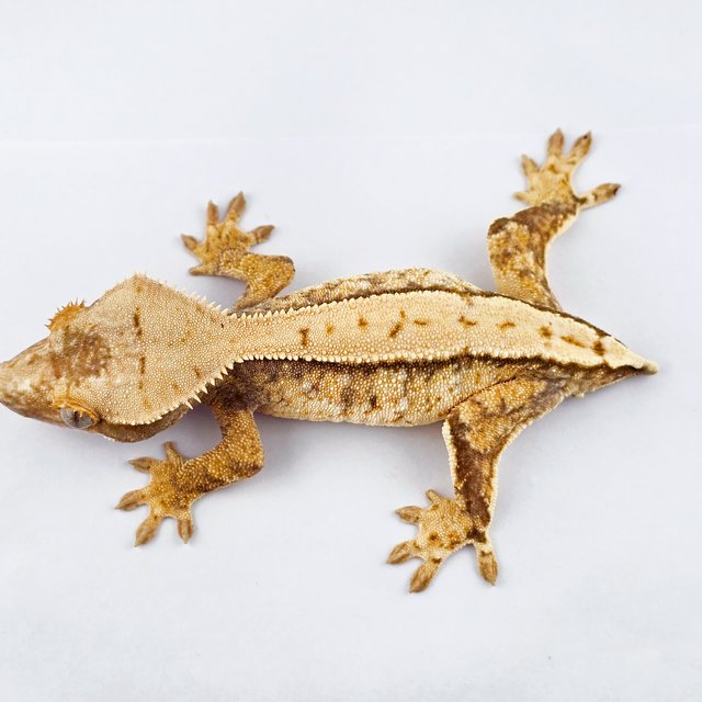 노멀 트라이 익스트림할리퀸 화이트스팟