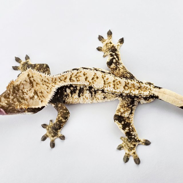 노멀 트라이 드리피 익스트림할리퀸 화이트스팟 화이트핀