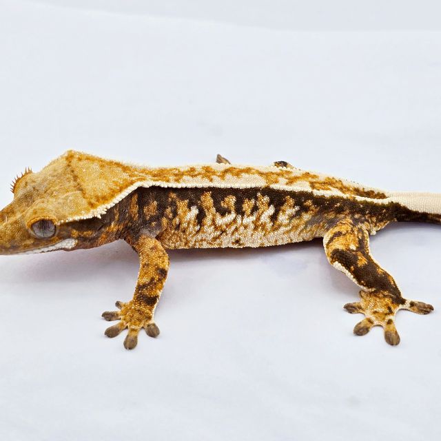 노멀 트라이 쿼드 텐저린 화이트핀