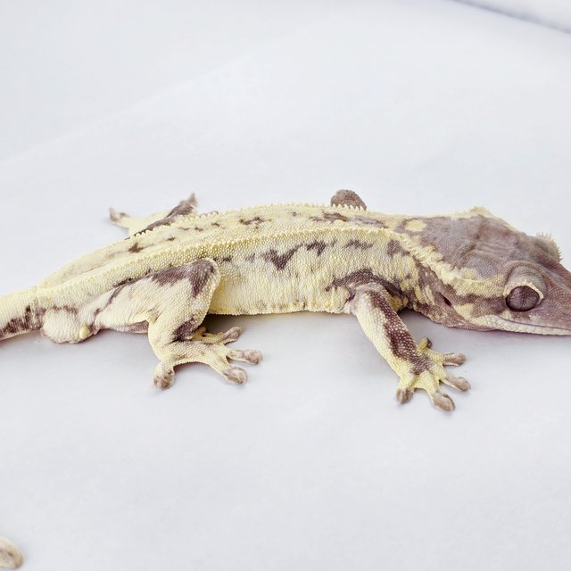 릴리 세이블 풀핀