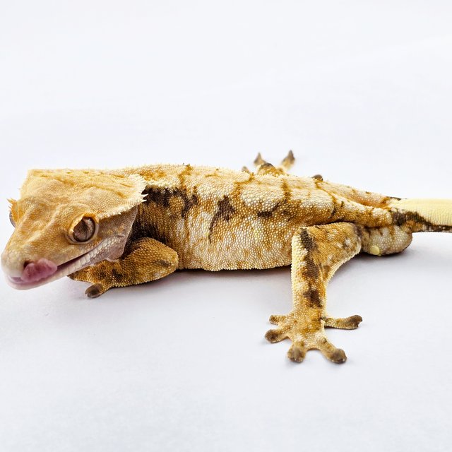 노멀 트라이 드리피 화이트스팟 익스트림할리퀸 화이트핀