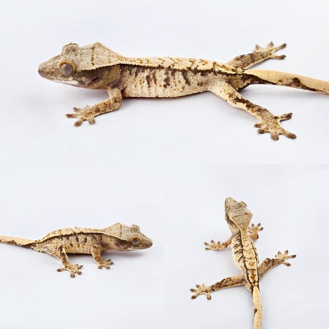 노멀 트라이 화이트스팟 쿼드