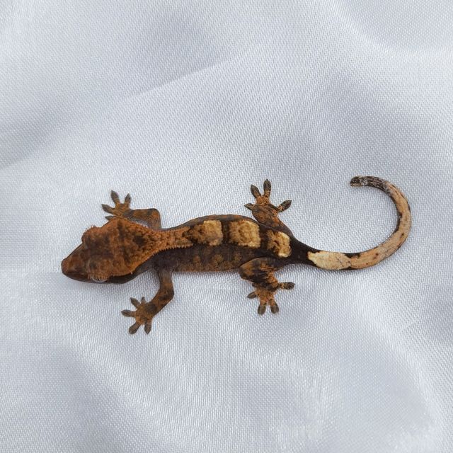 세이블