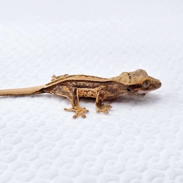 노멀 쿼드 풀핀