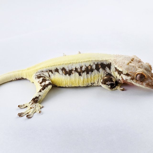 릴리화이트 솔리드백