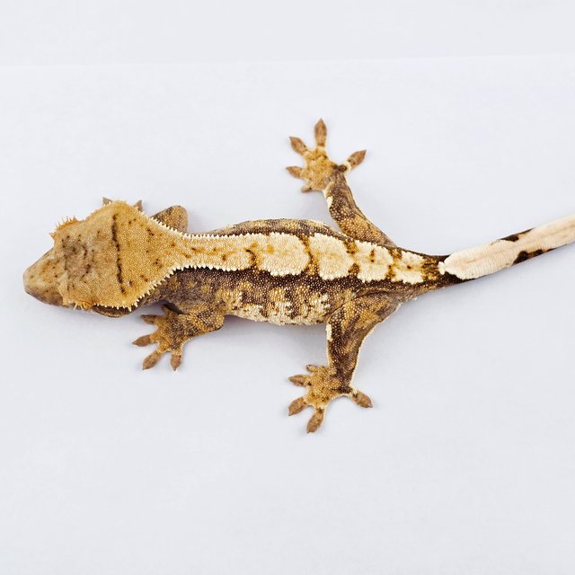 노멀 트라이 익스트림할리퀸 화이트스팟 화이트핀