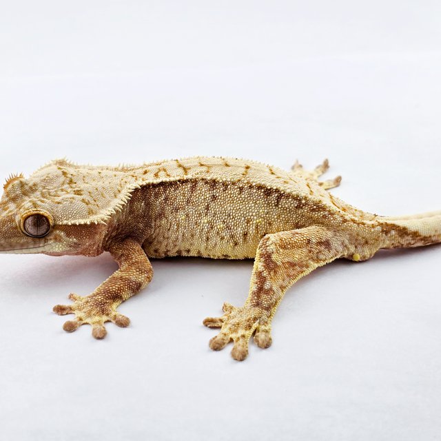 노멀 트라이 드리피 익스트림할리퀸 화이트스팟 화이트포트홀