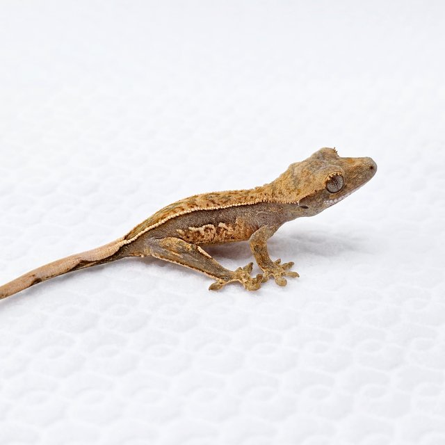 쿼드 풀핀 노멀