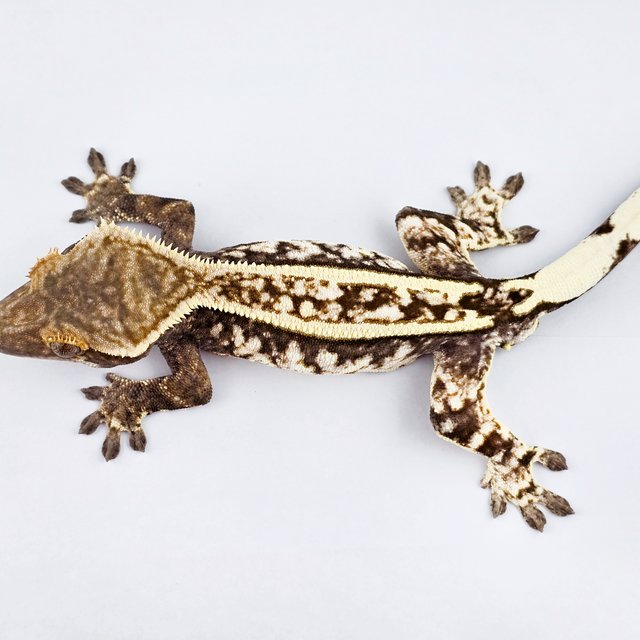 카푸치노 트라이 드리피 화이트스팟 핀스트라이프