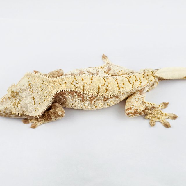 노멀 트라이 익스트림할리퀸 드리피 화이트스팟 화이트포트홀