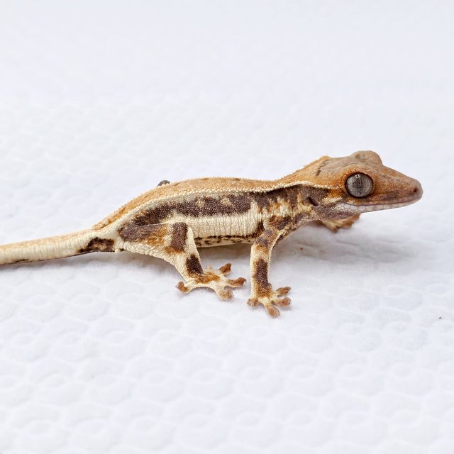 릴리화이트 풀핀 화이트핀