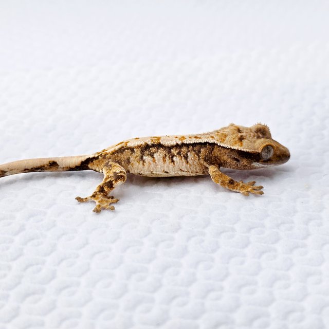 노멀 트라이 드리피 익스트림할리퀸 화이트스팟