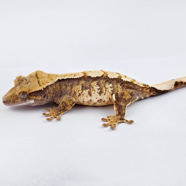 노멀 트라이 익스트림할리퀸 화이트스팟 화이트핀