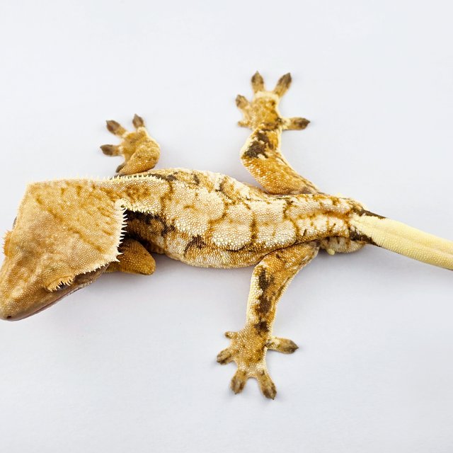 노멀 트라이 드리피 화이트스팟 익스트림할리퀸 화이트핀