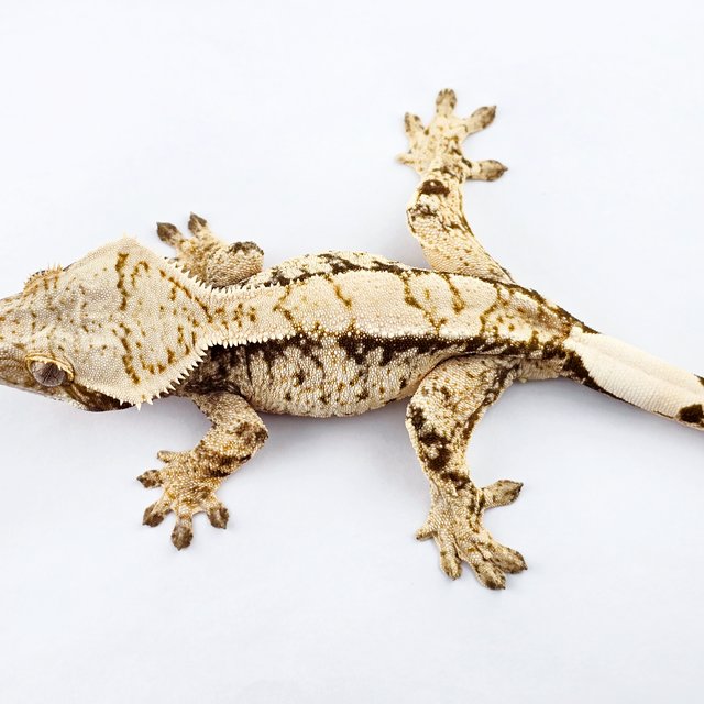 노멀 드리피 트라이 익스트림할리퀸 화이트스팟