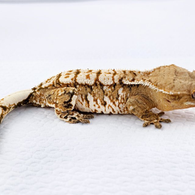 노멀 트라이 익스트림할리퀸 텐저린 크림