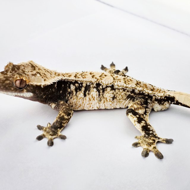 노멀 트라이 드리피 익스트림할리퀸 화이트스팟 화이트핀