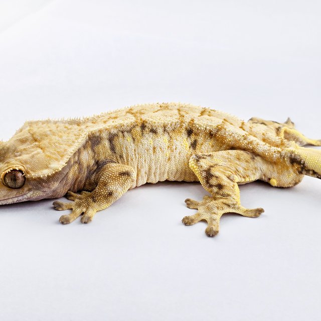 노멀 트라이 드리피 익스트림할리퀸 화이트스팟