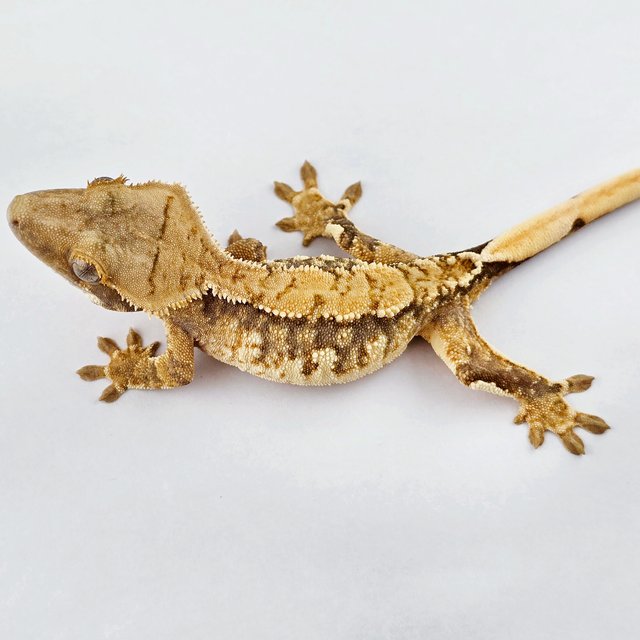 노멀 쿼드 트라이 화이트스팟